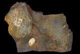 Fossil Winged Walnut (Juglandaceae) Fruit - North Dakota #133032-1